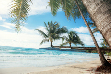 Palm tree on beach at sunlight.