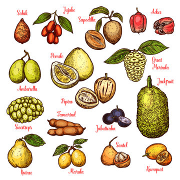 Vector sketch exotic tropical fruits