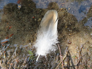 duck feather floating on water