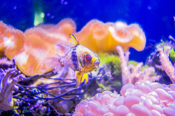Fototapeta na wymiar Little fish with anemone 