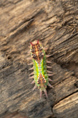 Caterpillar stage of the Painted Cup Moth