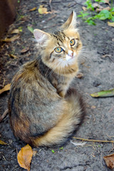 Naklejka na ściany i meble Beautiful kitten on the background of nature, carefully looking. Domestic cat.