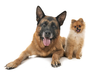 german shepherd and spitz
