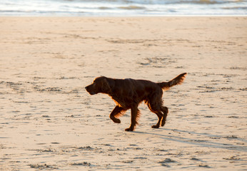 Red setter dog having fun on a beach