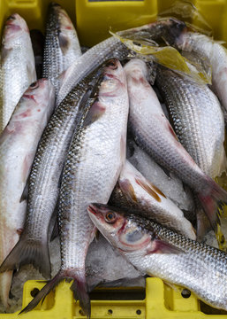 Fish stall at the market in the old city, Acre (Akko), Israel.