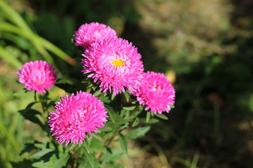 Pink asters on a green background