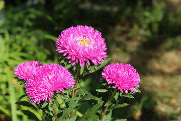 Obraz premium Pink asters on a green background