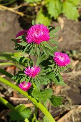 Fototapeta premium Pink asters on a green background