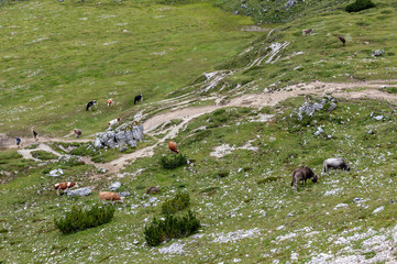 A cow dwarfed away by it's surroundings, on a meadow high up in the mountains in the Tre Cime National Park, in the Italian Dolomites on a Summer Afternoon