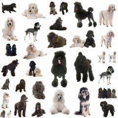 group of poodles