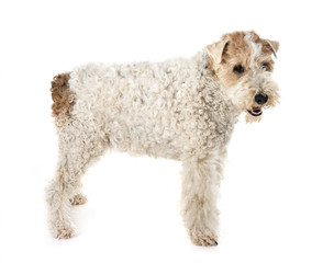 fox terrier in studio