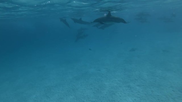 Woman look at on a pod of Spinner dolphins -  Stenella longirostris swims in the blue water. Underwater shot, Low-angle shot   