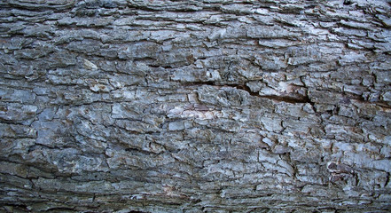 Old Wood Tree Texture Background Pattern Wooden Bark of the tree