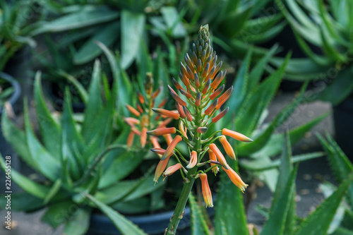 Amazing Beautiful Rare Flowers Aloe Vera Plants Tropical Green