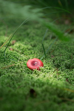 russula mushroom groing in mos