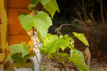 Weinlaub