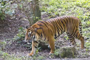 Tiger under trees by the water