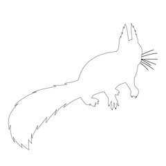 sketch, white squirrel, on white background