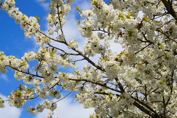 white apple flowers texture