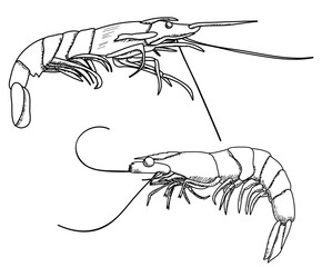 white background, shrimp sketch, outline