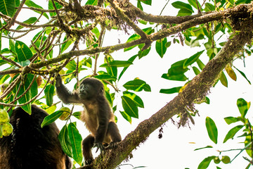 Baby Howler Monkey