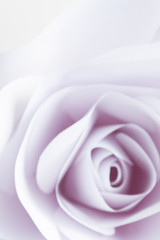 Delicate white rose close up blurred abstract background