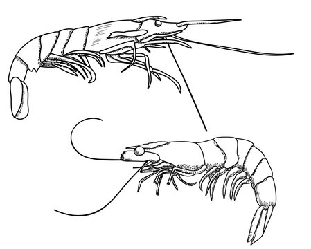 recommend clip art: white background, shrimp sketch, outline