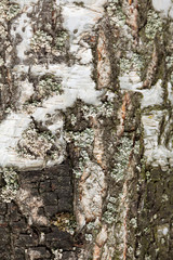 birch bark texture natural background and green lichen