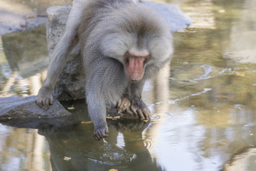 Baboon is looking for food on the water