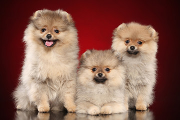 Obraz premium Pomeranian Spitz puppies