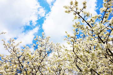 white apple flowers texture