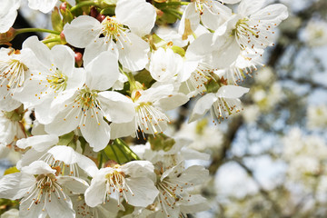 white apple flowers texture