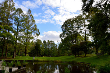 大木に囲まれた芝生広場の前に小さな池がある公園の風景