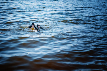 man in flippers and a diving suit dives into the water