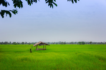 landscape view over golden rice fields and Old cottage cabin in morning