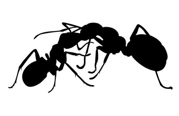 Silhouette of two ants