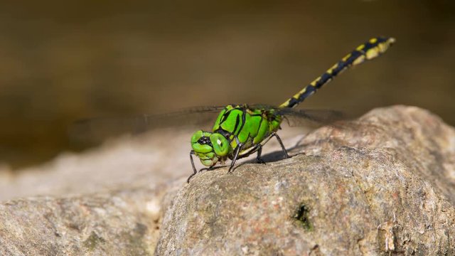 Green snaketail (Ophiogomphus cecilia) perching on rock