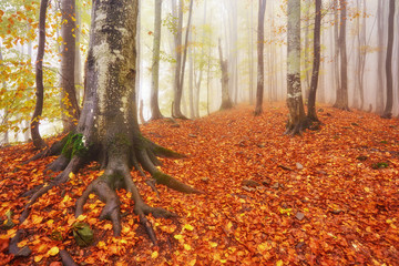 Fototapeta premium Autumn landscape in foggy wood