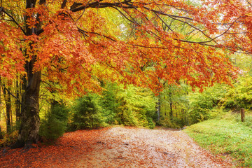 Naklejka premium background texture of yellow leaves