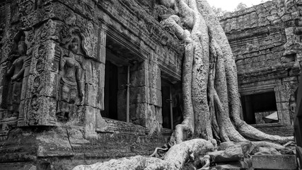 Obraz premium The so-called 'Tomb Raider Temple', Ta Prohm is cloaked in dappled shadow, its crumbling towers and walls locked in the slow muscular embrace of vast root systems.