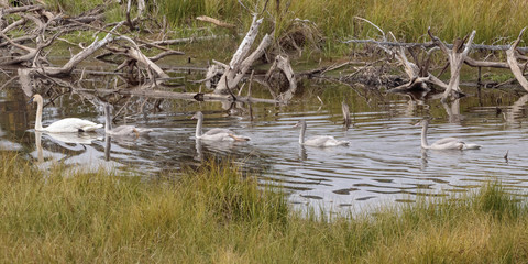 Wild swans in a lake in Yukon Canada