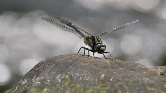 Common clubtail (Gomphus vulgatissimus)