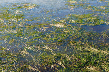 A thin layer of frost covers the country side in east-flanders. Late morning, on a winter afternoon.