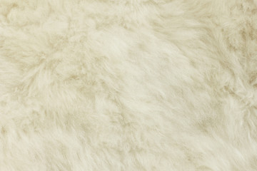 White shaggy natural sheep fur texture for background 