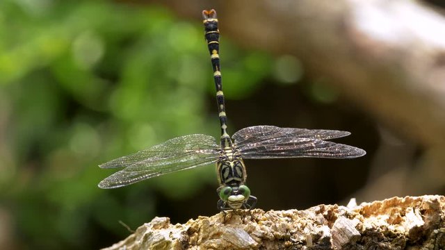 Small pincertail sunbathing