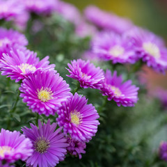 Herbstaster