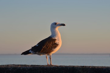 Brown gull (goéland brun)