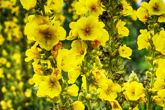 Fototapeta mullein plant with yellow flowers