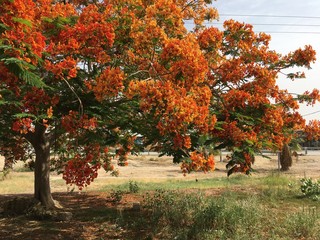 Fototapeta na wymiar tropical tree in the desert of israel blooming with orange flowers