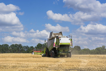 combine-harvester in the field to gather the harvest of grain crops, rye, wheat
